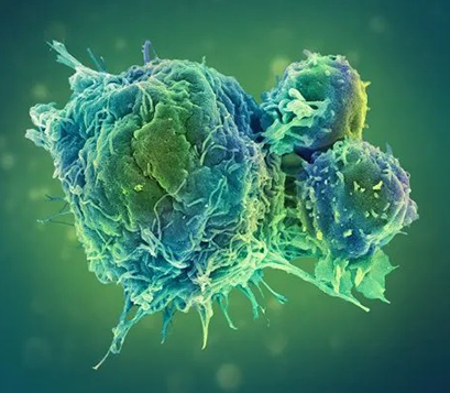 Img_Antifibrotic